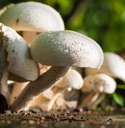 黑料吃瓜张津瑜蘑菇,揭秘娱乐圈背后的黑料与真相