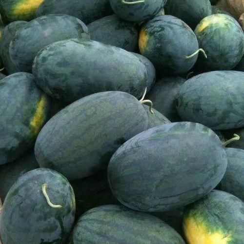 黑料吃瓜群秃崽,秃崽的崛起与风云变幻